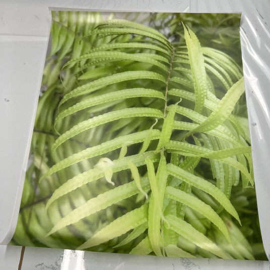 Digital Prints on Film for Glass