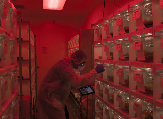 Rose Chocolate RC-3 Specialty Medical Window Film for Lab Research of Rodents