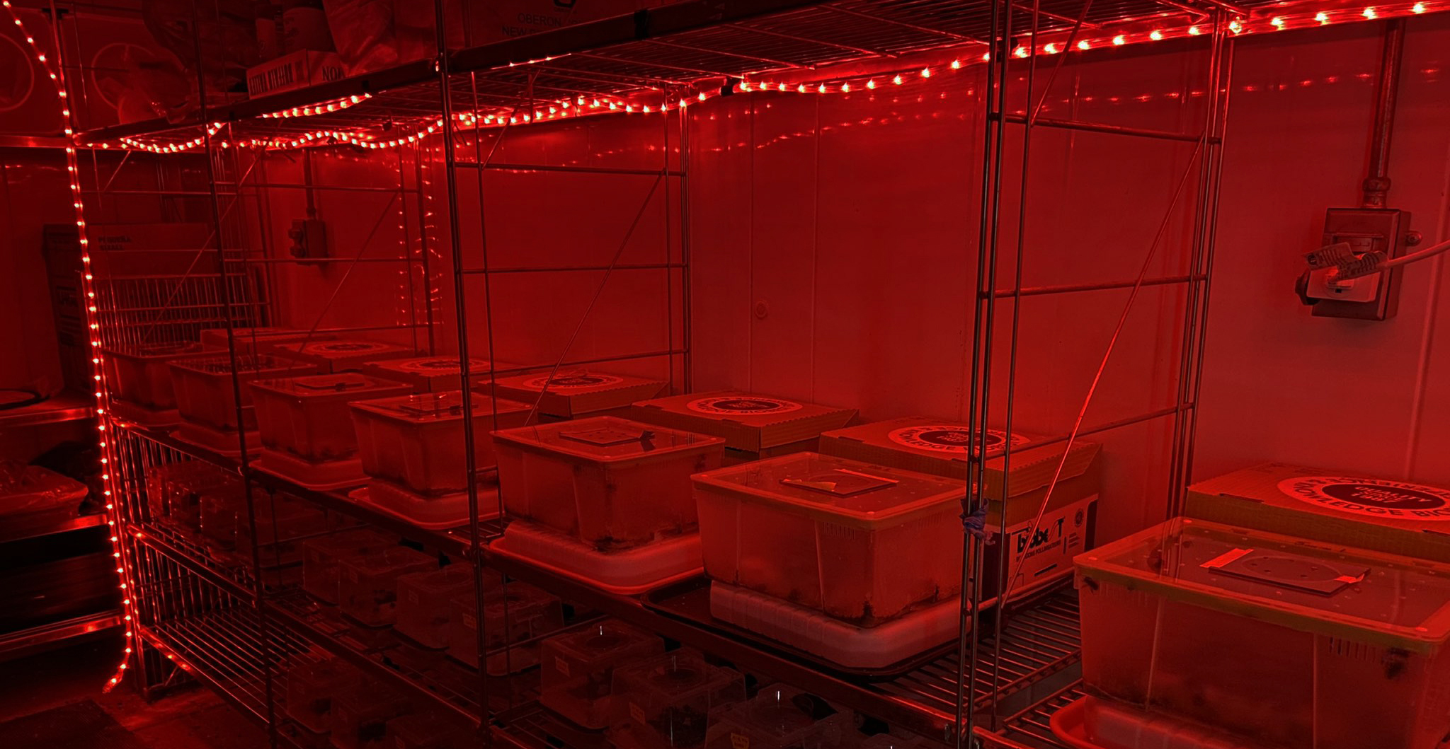 Rose Chocolate RC-3 Specialty Medical Window Film for Lab Research of Rodents